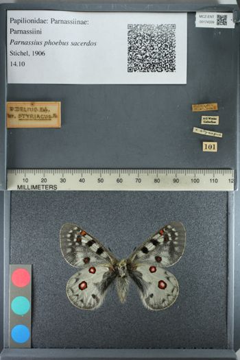 Media type: image;   Entomology 174339